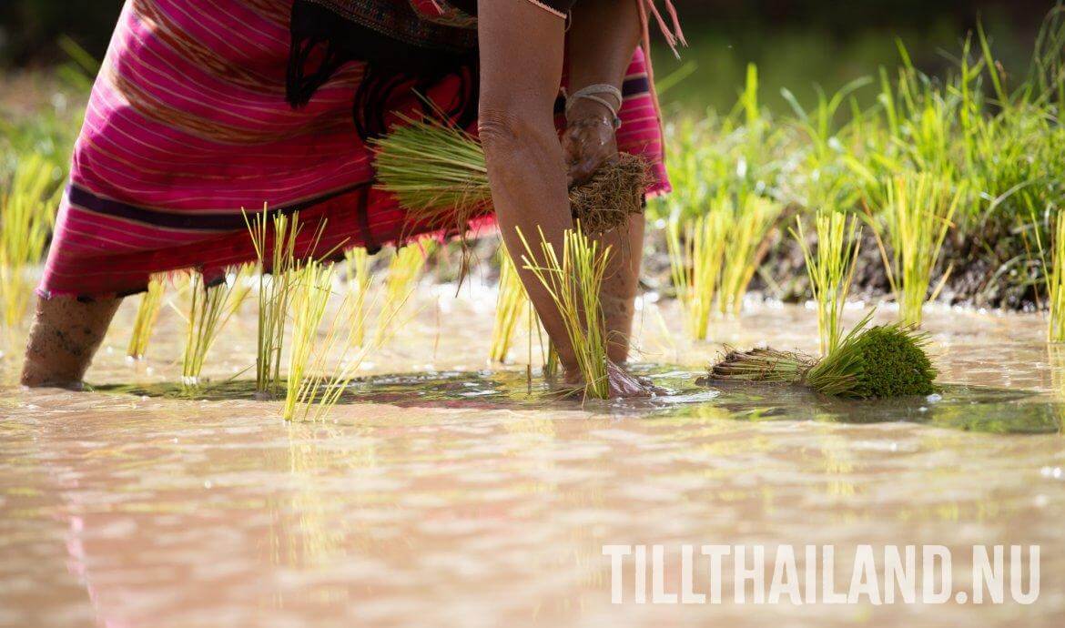 Plantering av ris i Thailand.